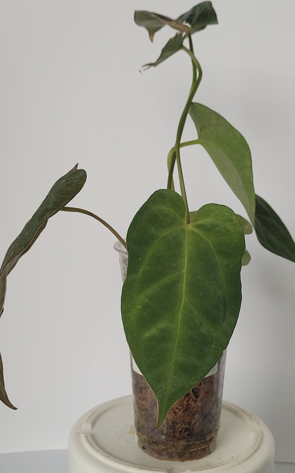 Anthurium Papillilaminum x Crystallinum Chocolate - obrazek 3