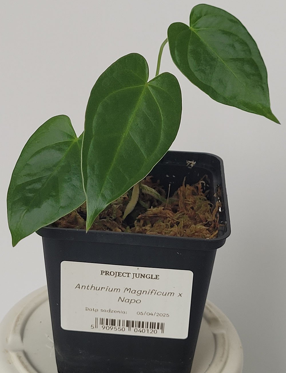 Anthurium Magnificum x Napo - obrazek 2