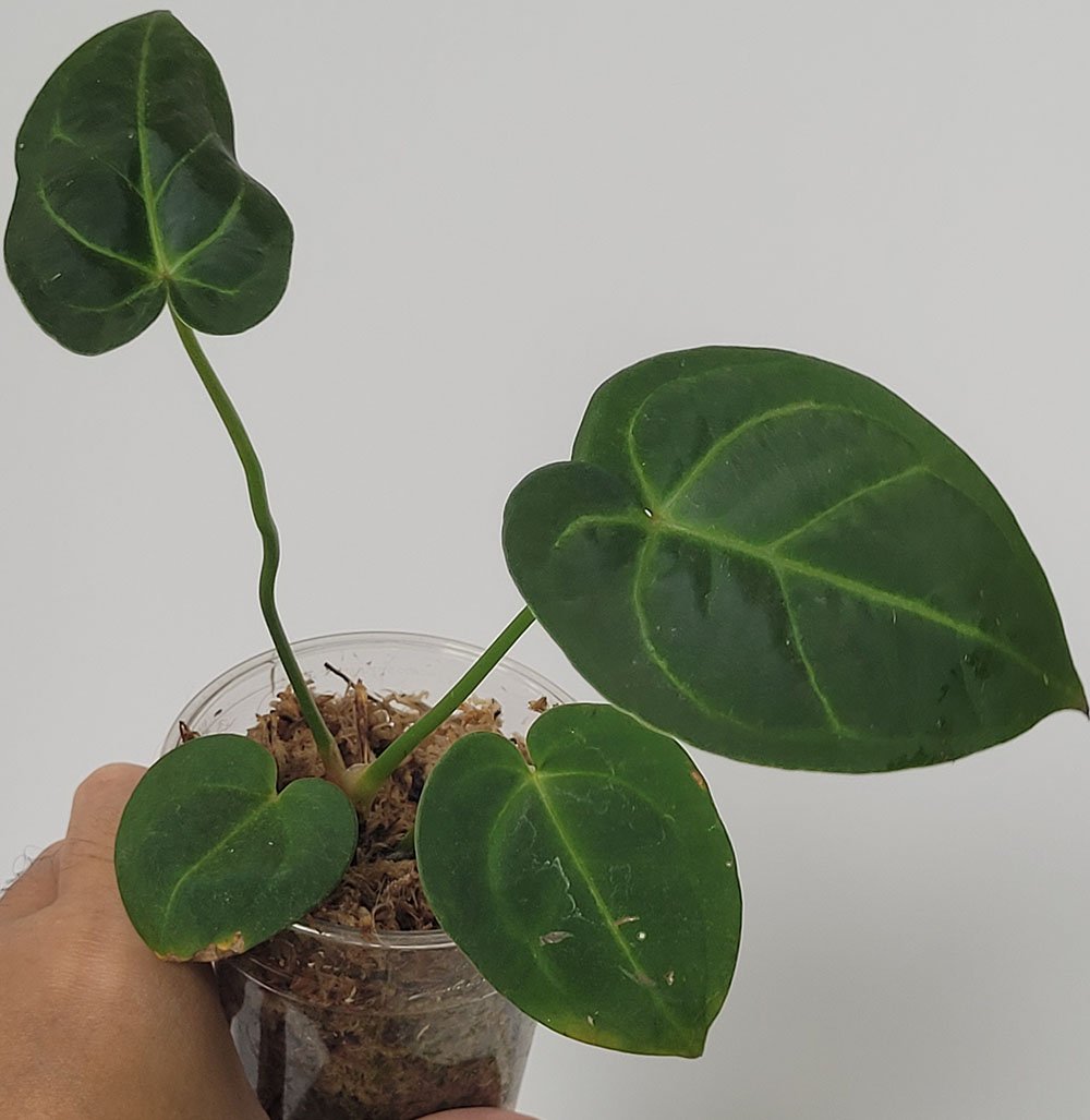 Anthurium Regale x Magnificum - obrazek 3