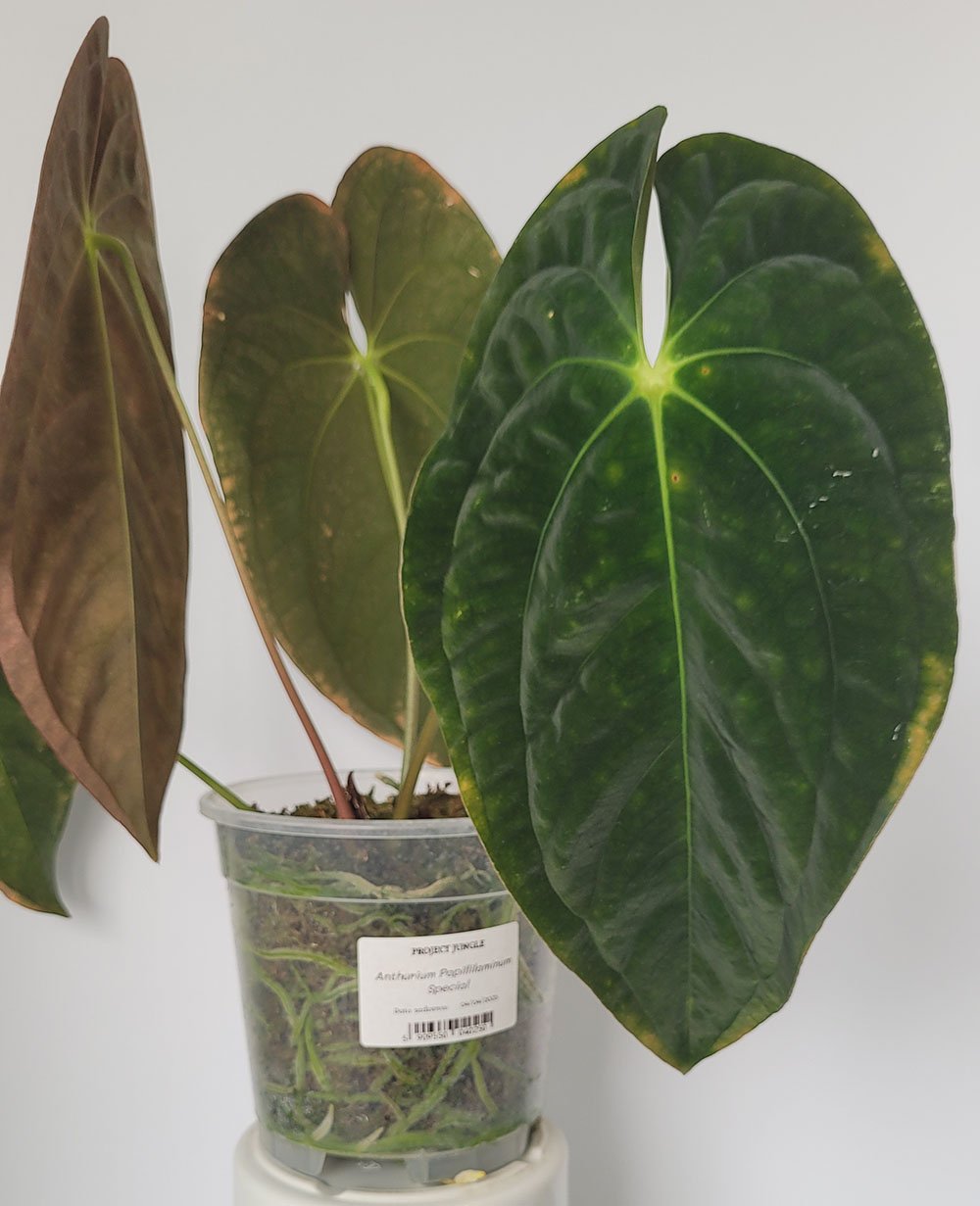 Anthurium Papillilaminum Special - obrazek 3
