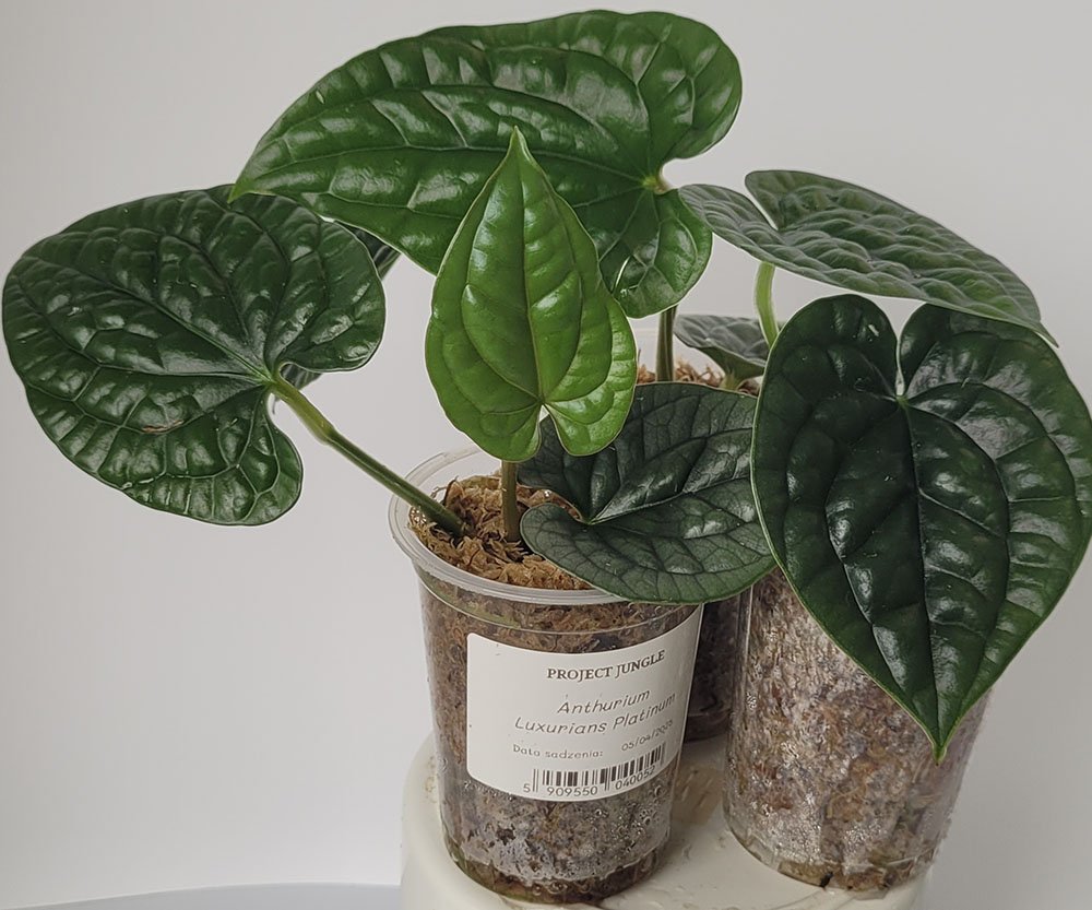 Anthurium Luxurians Platinum - obrazek 3