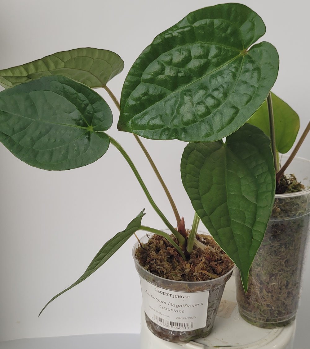 Anthurium Magnificum x Luxurians - obrazek 2