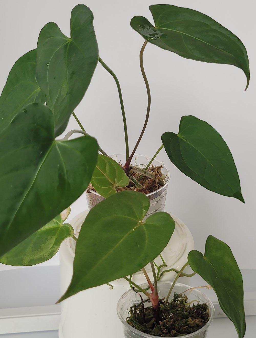 Anthurium Regale x Papillilaminum - obrazek 3