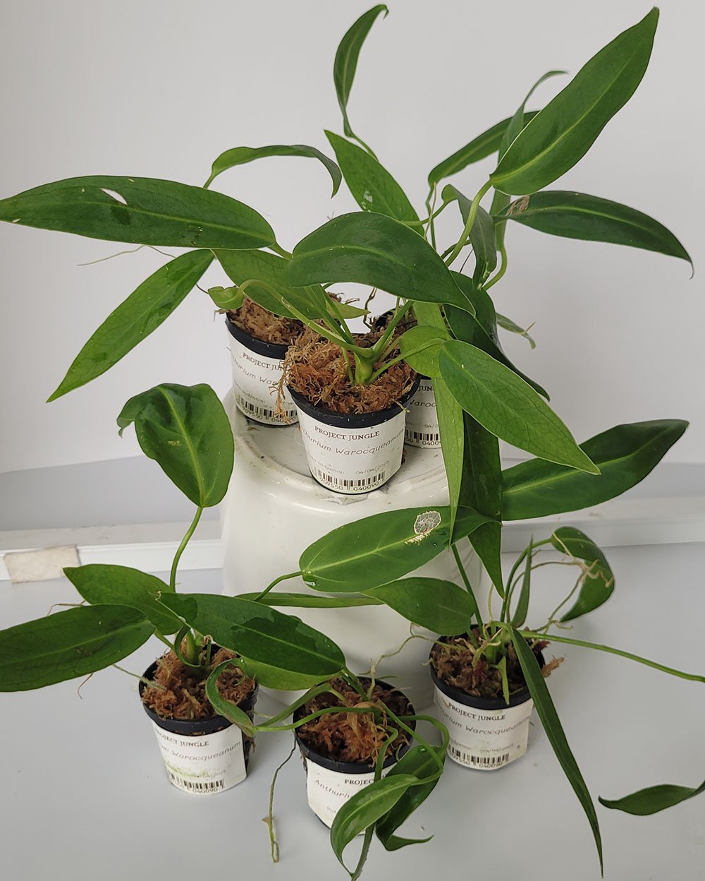Anthurium Warocqueanum - obrazek 3