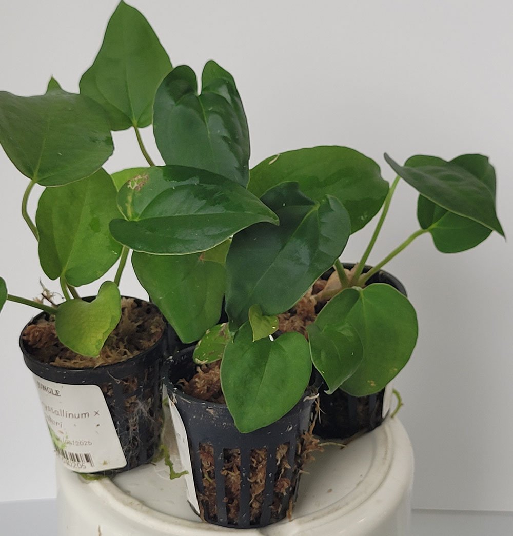 Anthurium Crystallinum x Dressleri - obrazek 2