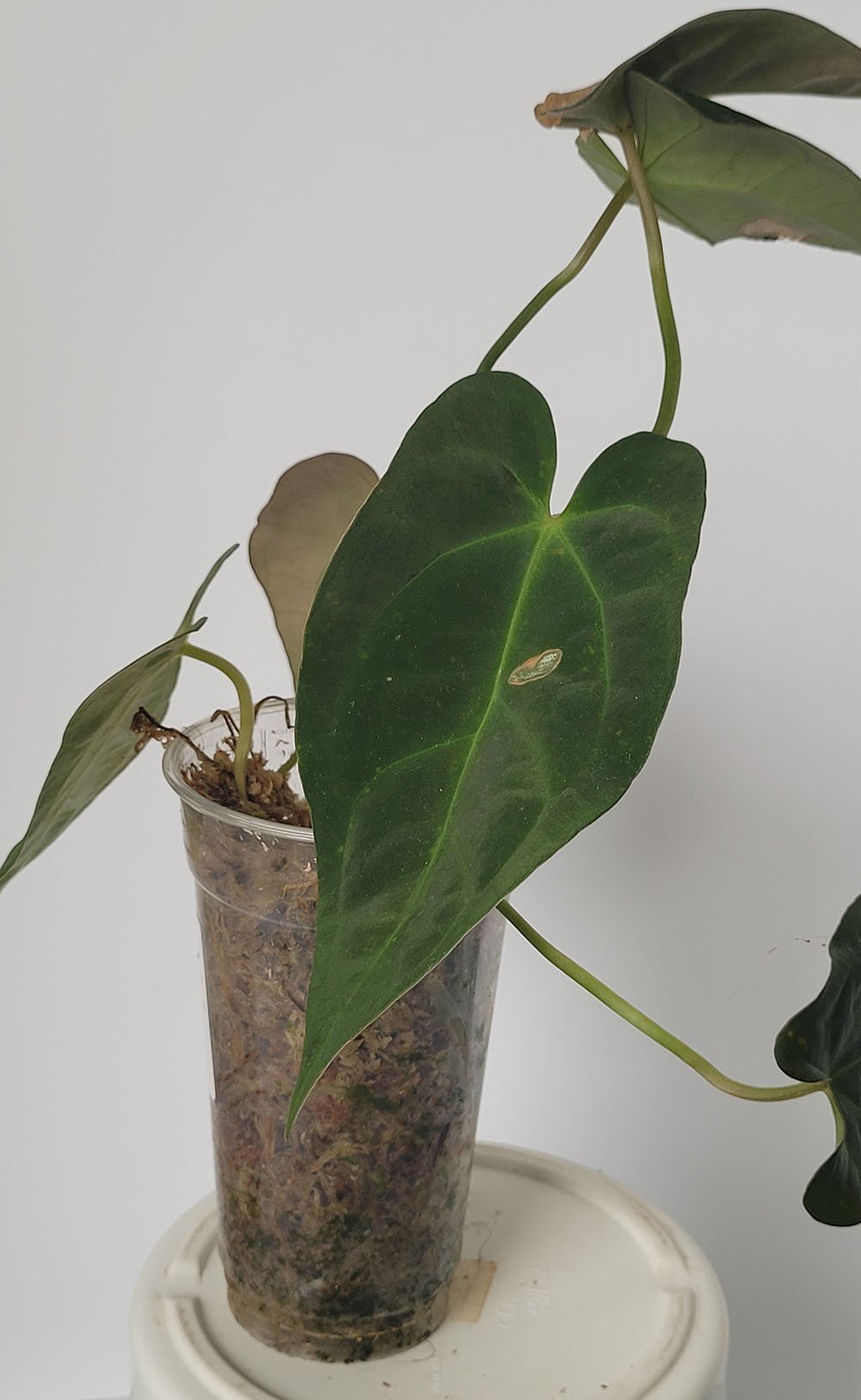 Anthurium Papillilaminum x Crystallinum Chocolate - obrazek 4