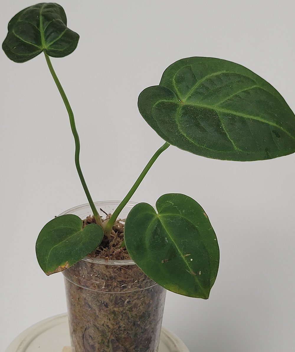 Anthurium Regale x Magnificum - obrazek 4