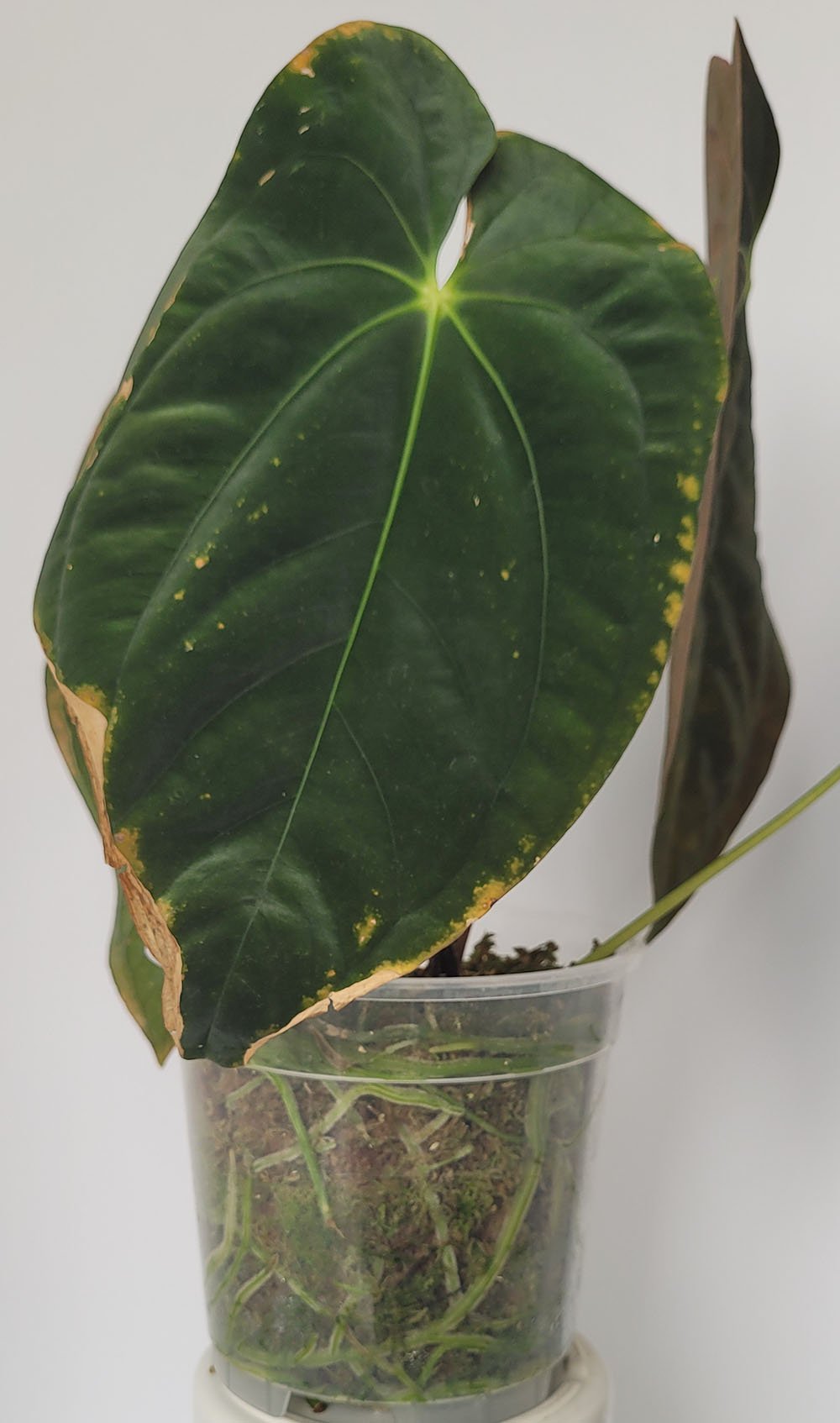 Anthurium Papillilaminum Special - obrazek 4