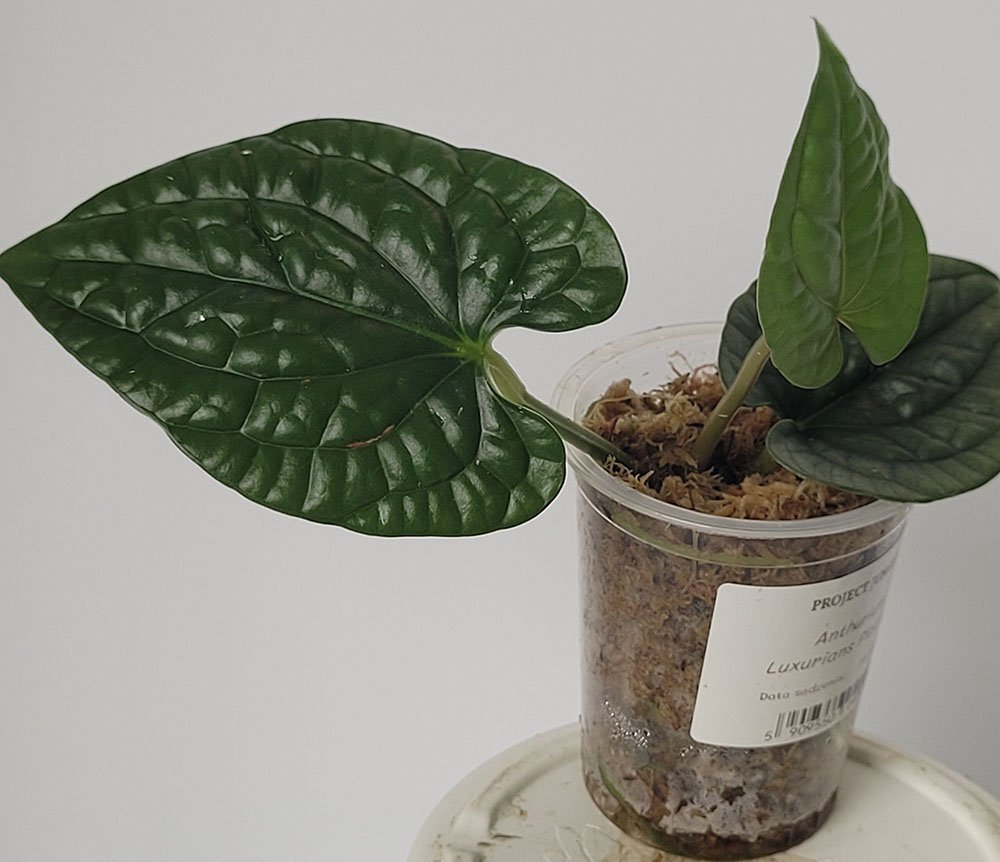 Anthurium Luxurians Platinum - obrazek 4
