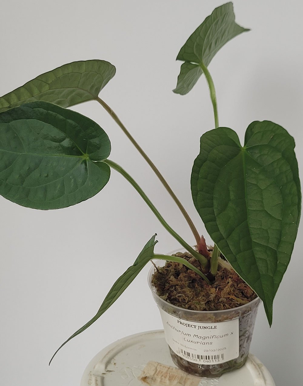 Anthurium Magnificum x Luxurians - obrazek 3