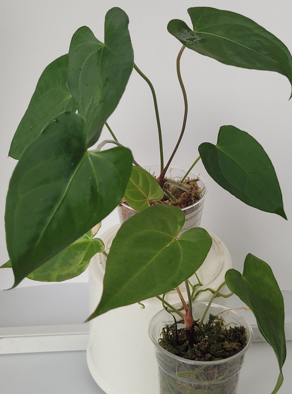 Anthurium Regale x Papillilaminum - obrazek 4