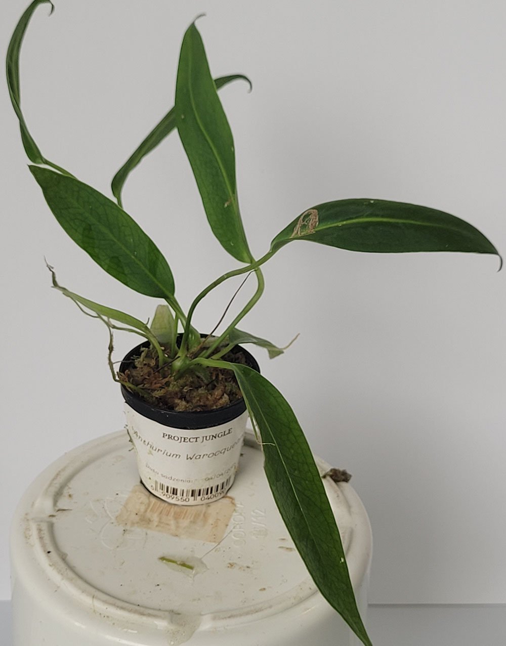 Anthurium Warocqueanum - obrazek 4
