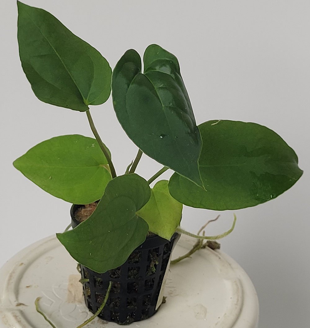 Anthurium Crystallinum x Dressleri - obrazek 3