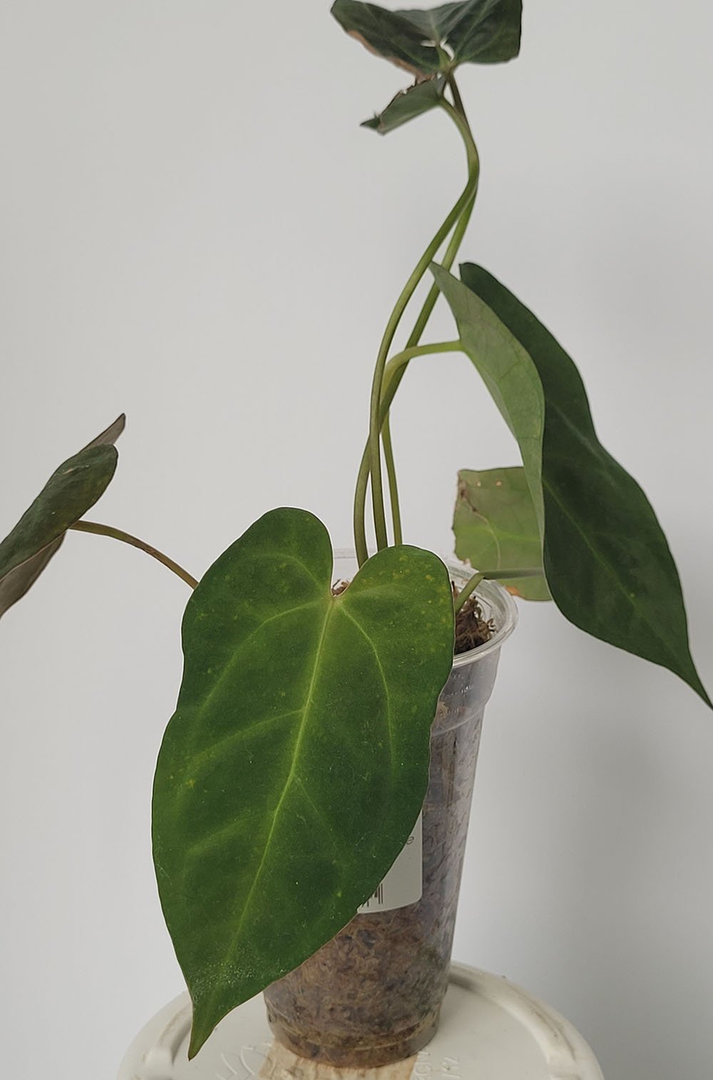 Anthurium Papillilaminum x Crystallinum Chocolate - obrazek 2