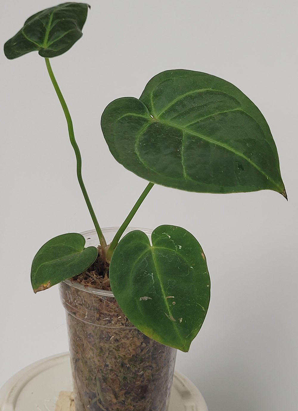 Anthurium Regale x Magnificum - obrazek 2