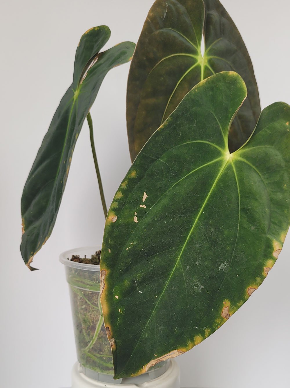 Anthurium Papillilaminum Special - obrazek 5