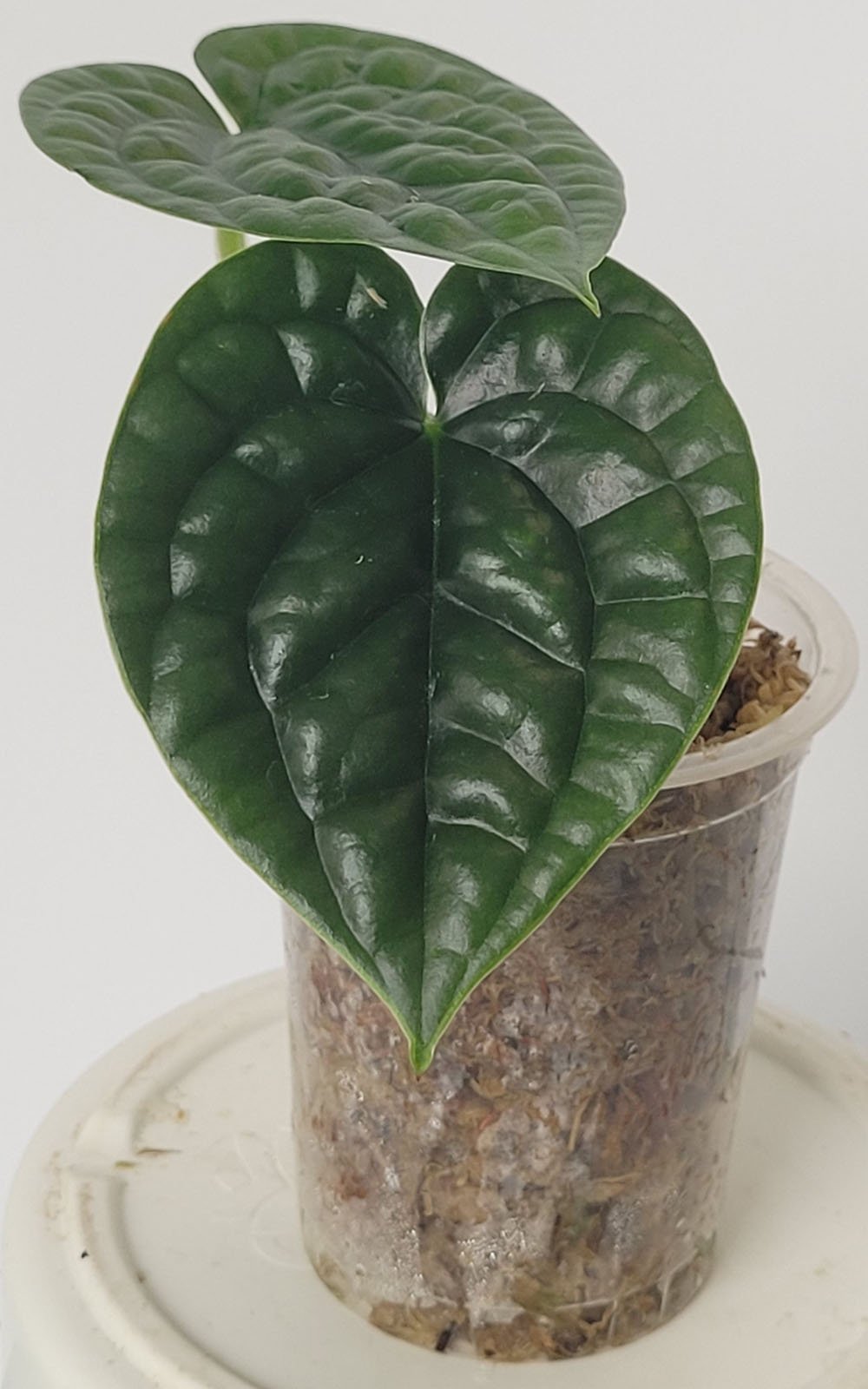 Anthurium Luxurians Platinum - obrazek 5