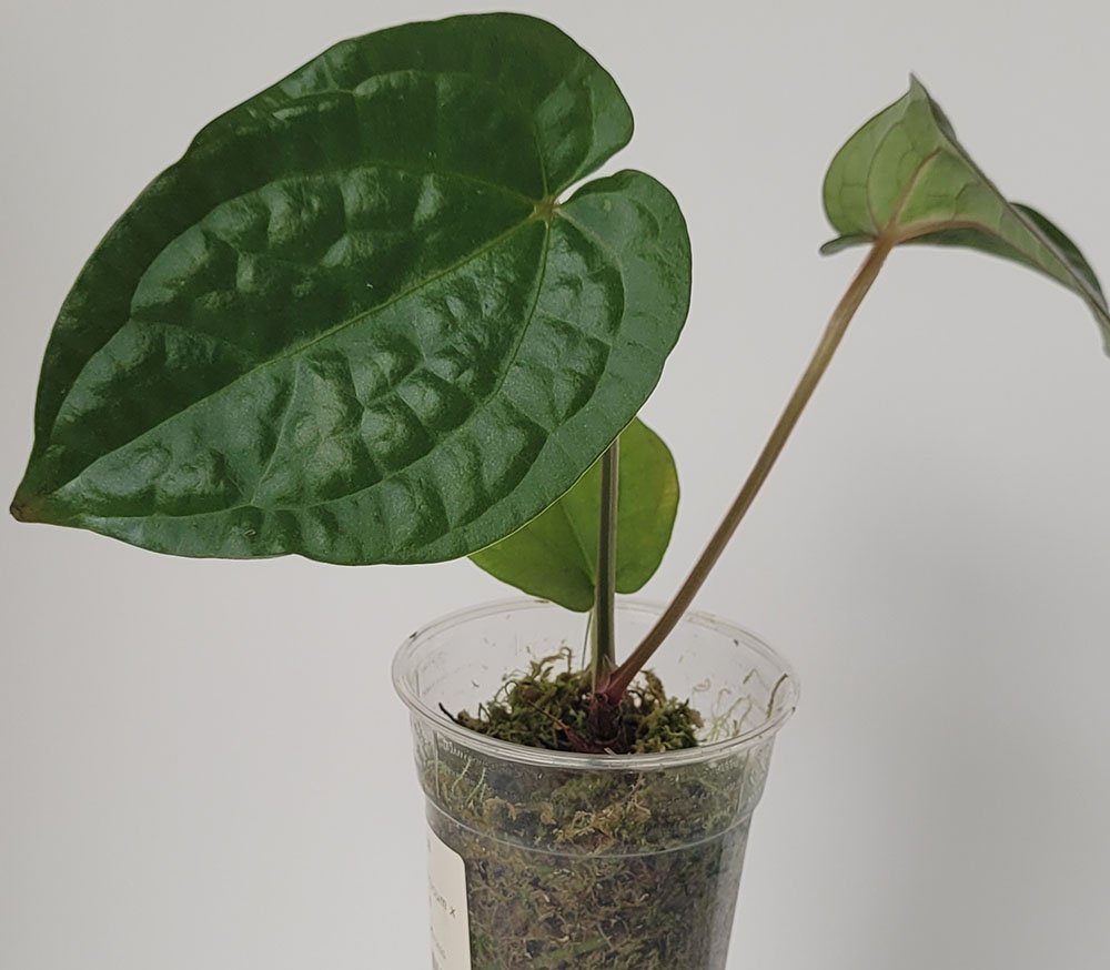 Anthurium Magnificum x Luxurians - obrazek 4