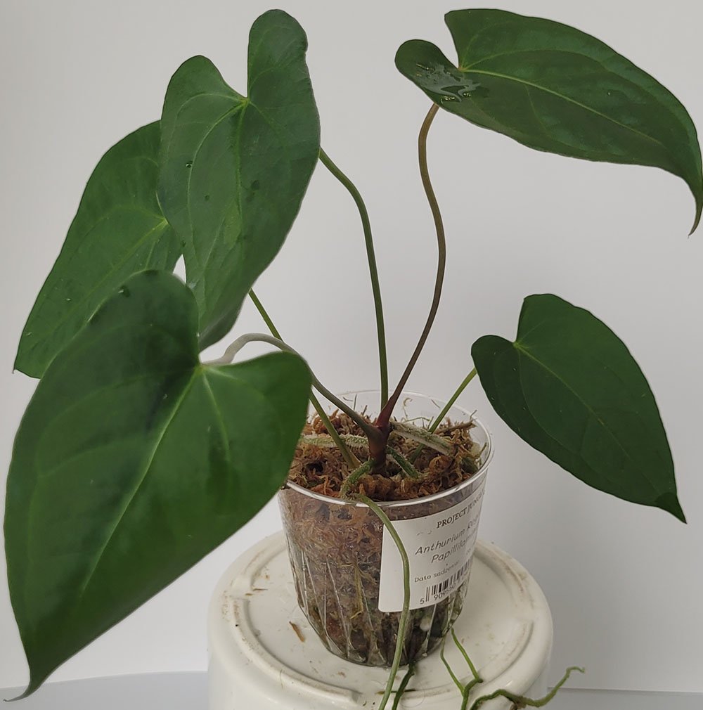 Anthurium Regale x Papillilaminum - obrazek 5