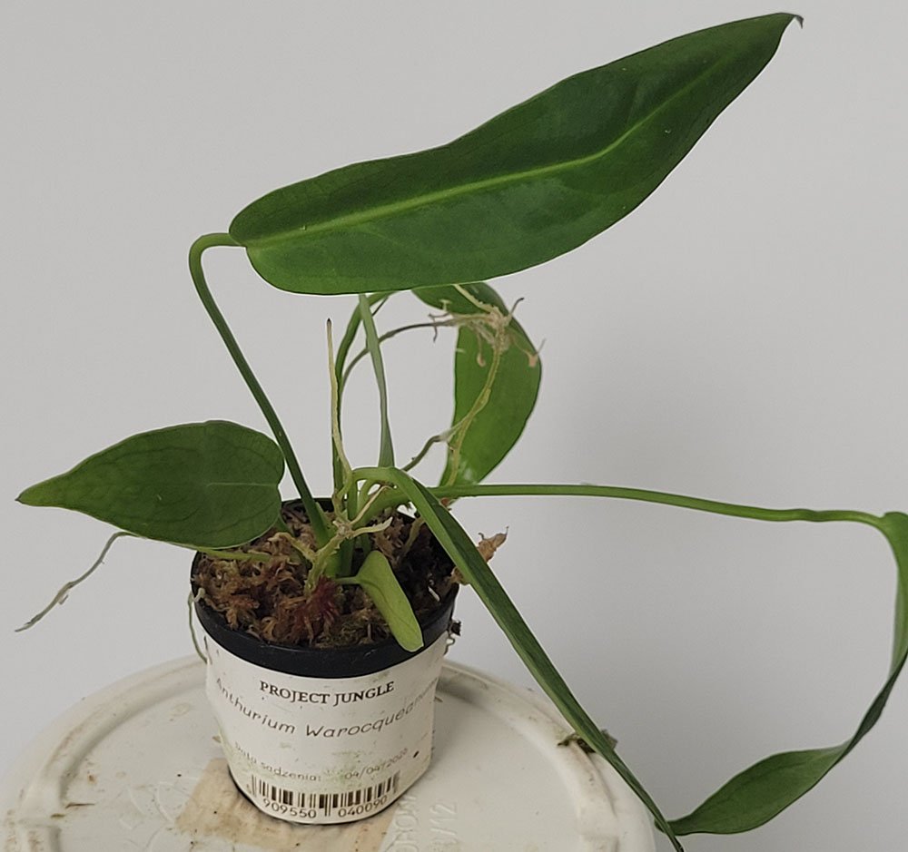 Anthurium Warocqueanum - obrazek 5