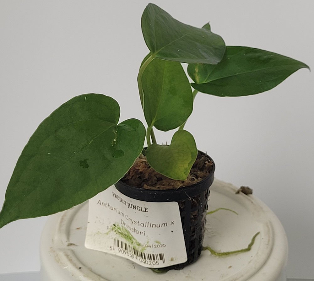 Anthurium Crystallinum x Dressleri - obrazek 4