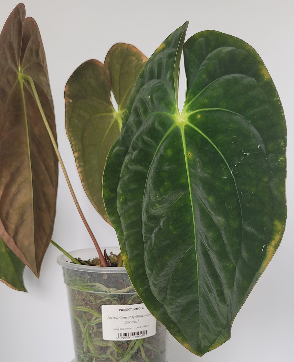 Anthurium Papillilaminum Special - obrazek 2