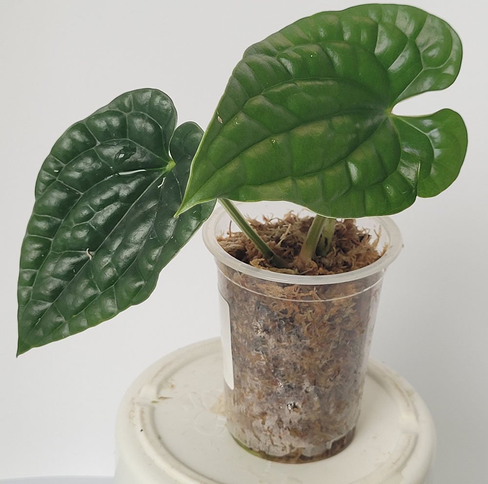 Anthurium Luxurians Platinum - obrazek 2