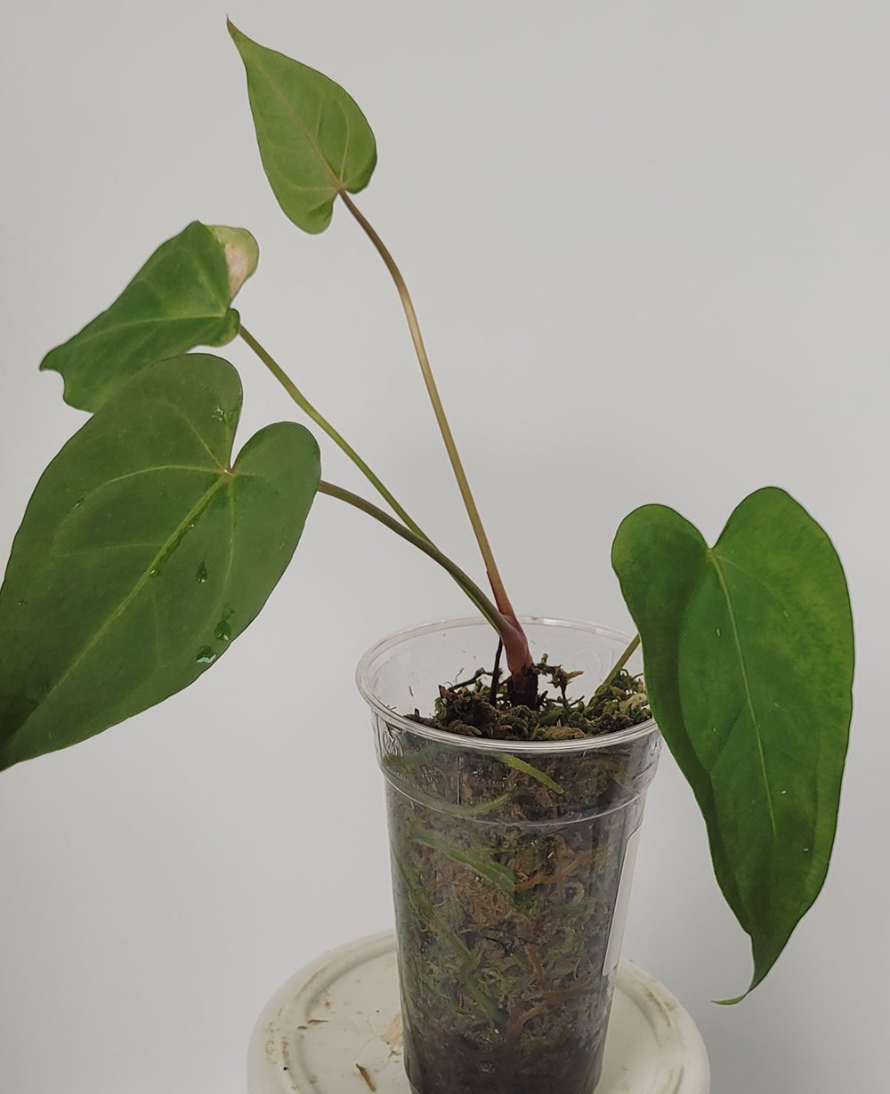 Anthurium Regale x Papillilaminum - obrazek 2