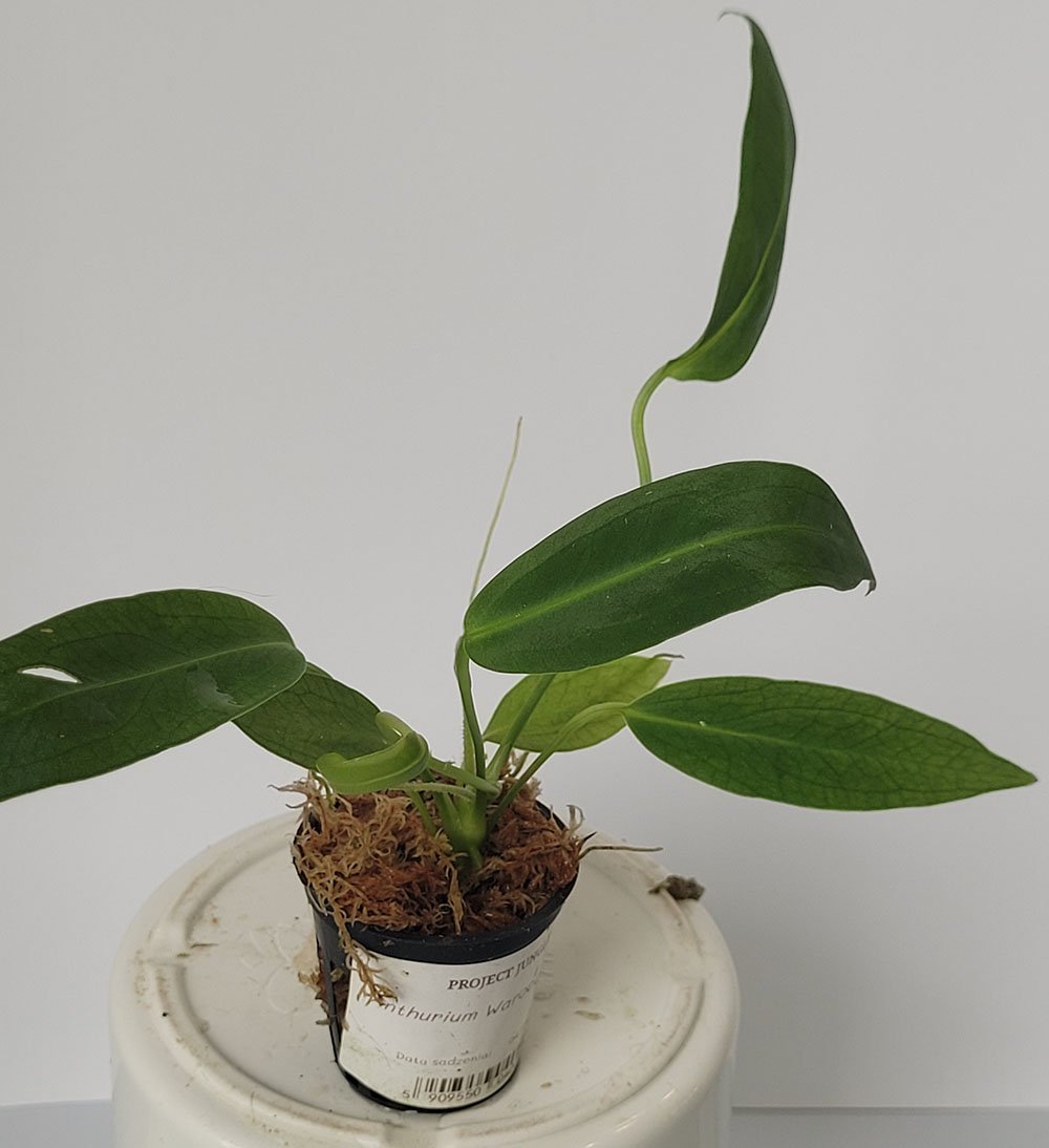 Anthurium Warocqueanum - obrazek 6