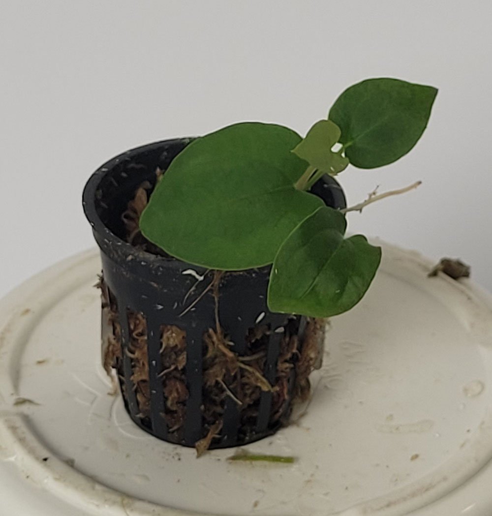 Anthurium Crystallinum x Dressleri - obrazek 5