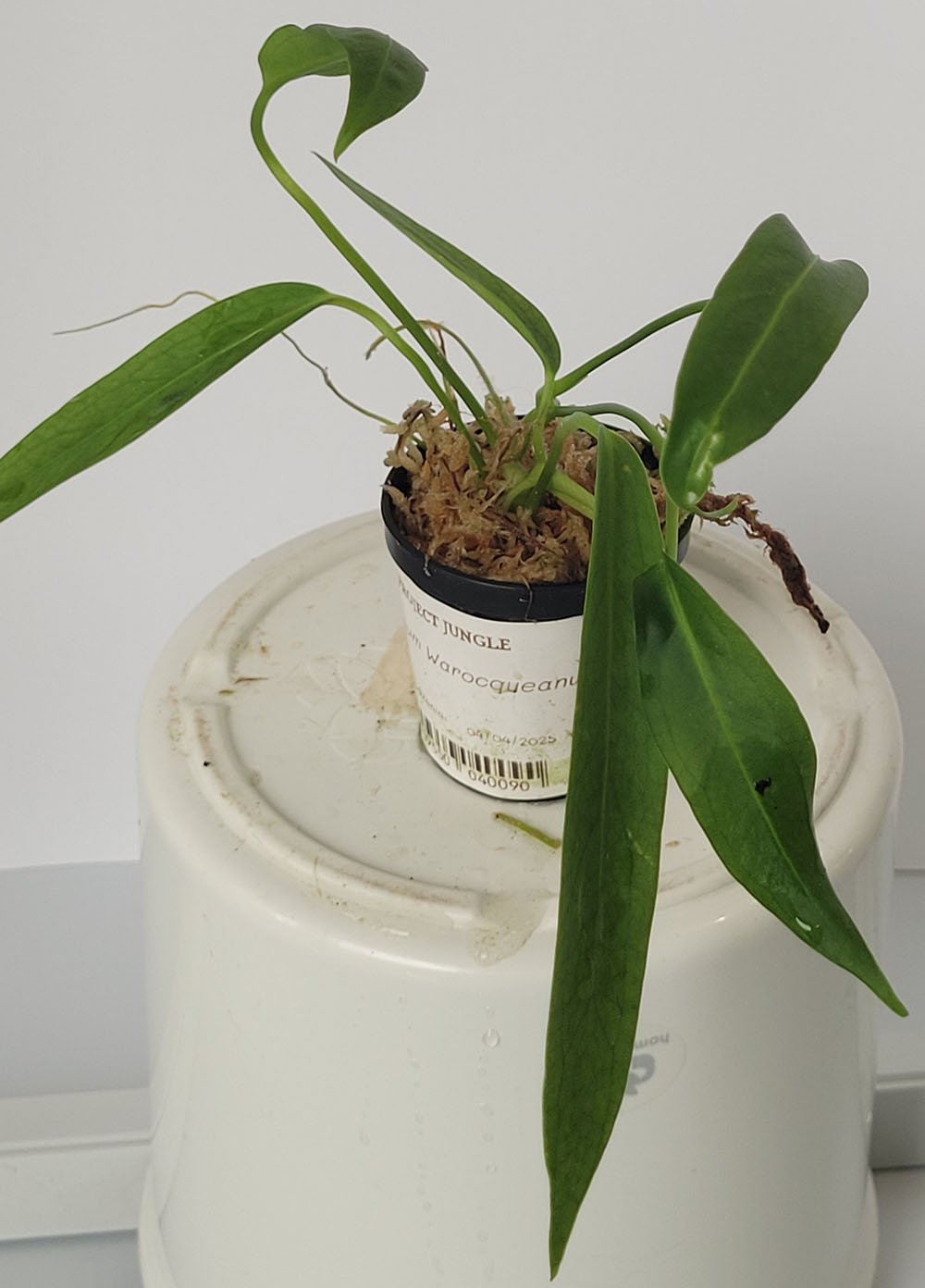 Anthurium Warocqueanum - obrazek 7