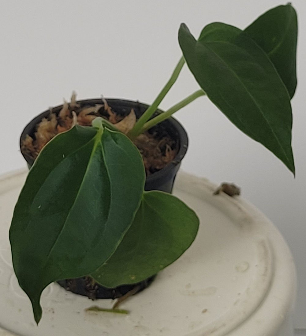 Anthurium Crystallinum x Dressleri - obrazek 6
