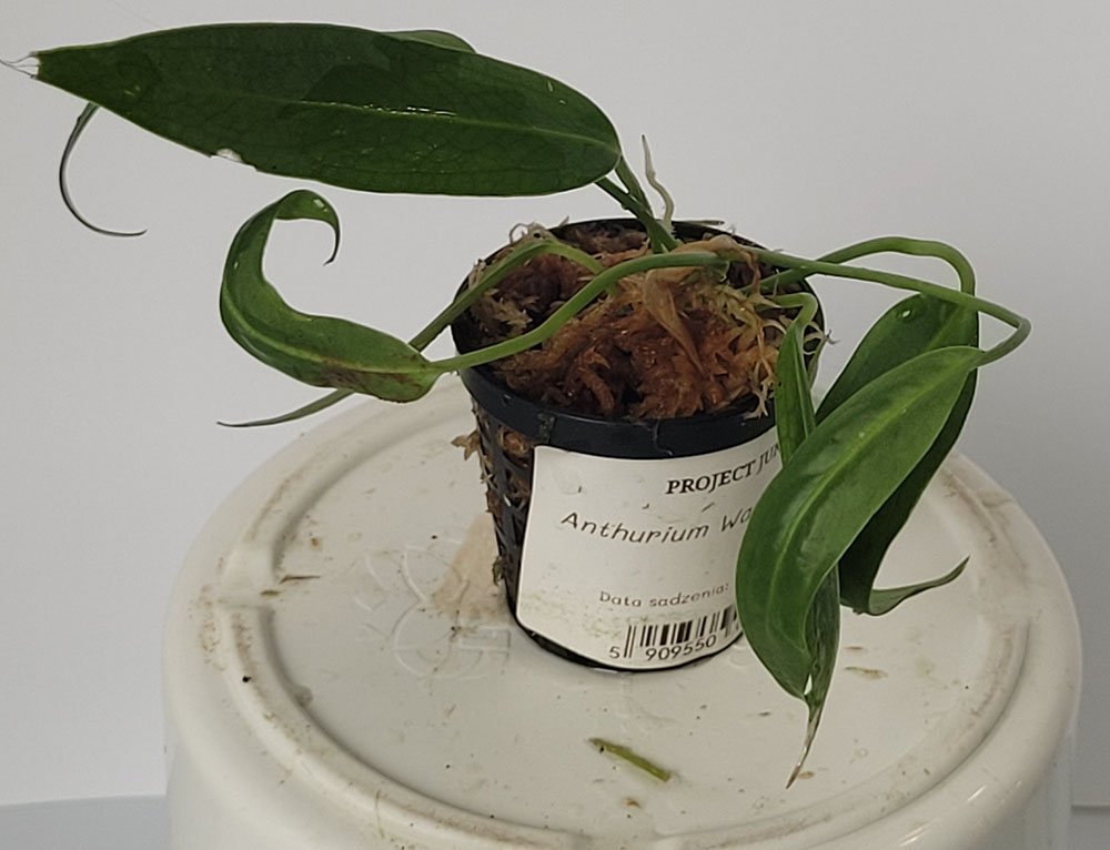 Anthurium Warocqueanum - obrazek 8