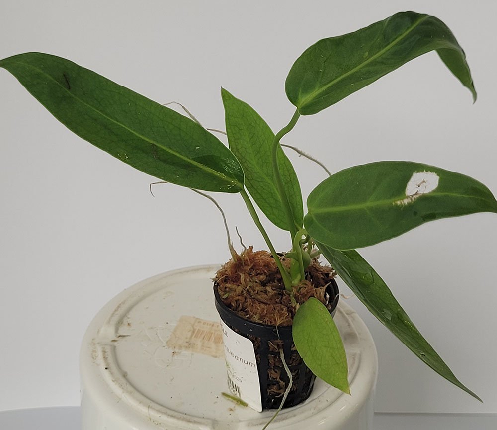 Anthurium Warocqueanum - obrazek 2