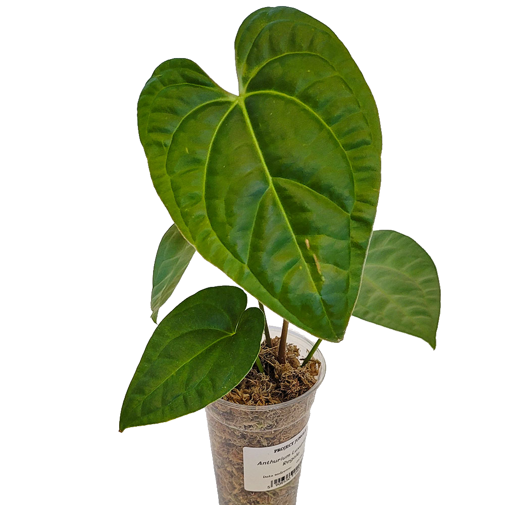Anthurium Luxurians x Regale