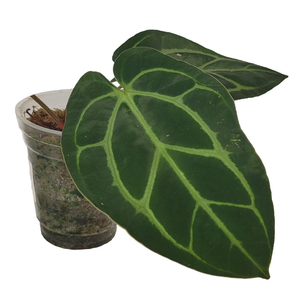 Anthurium Carlablackiae