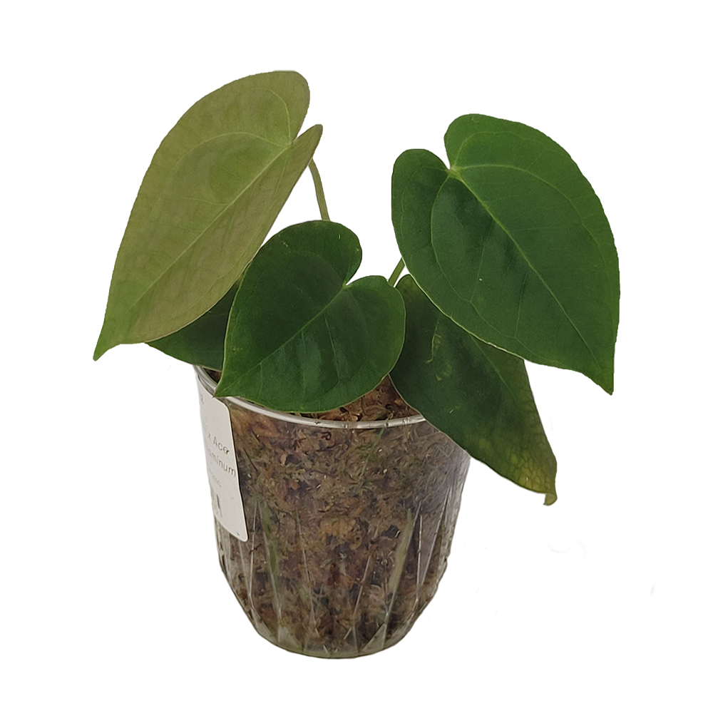 Anthurium Forgetii x Ace of Spades x Papillilaminum