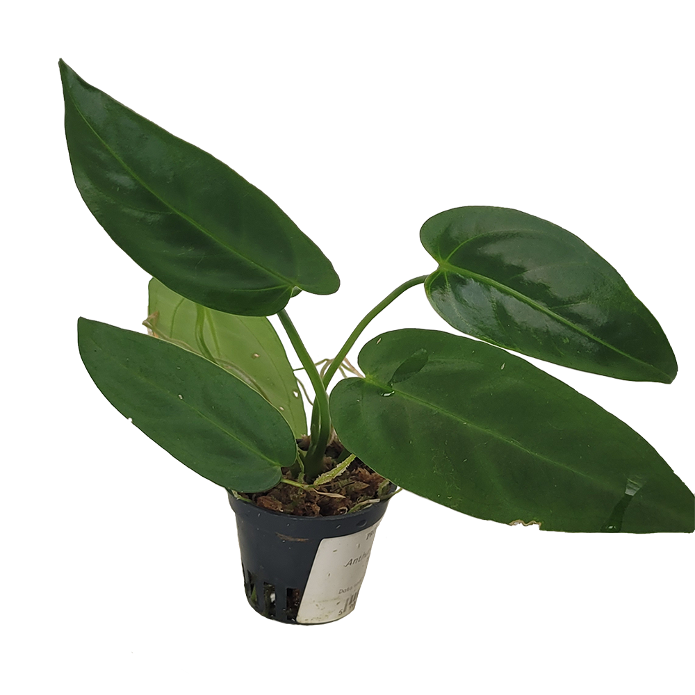 Anthurium Cirinoi x Forgetii