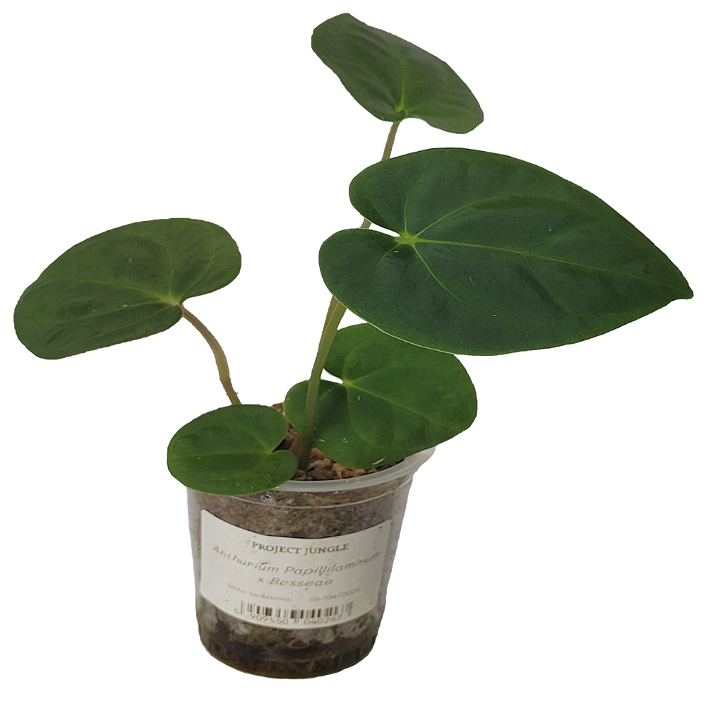 Anthurium Papillilaminum x Besseae
