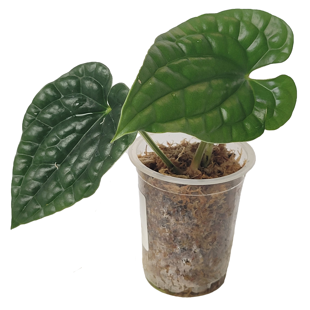 Anthurium Luxurians Platinum