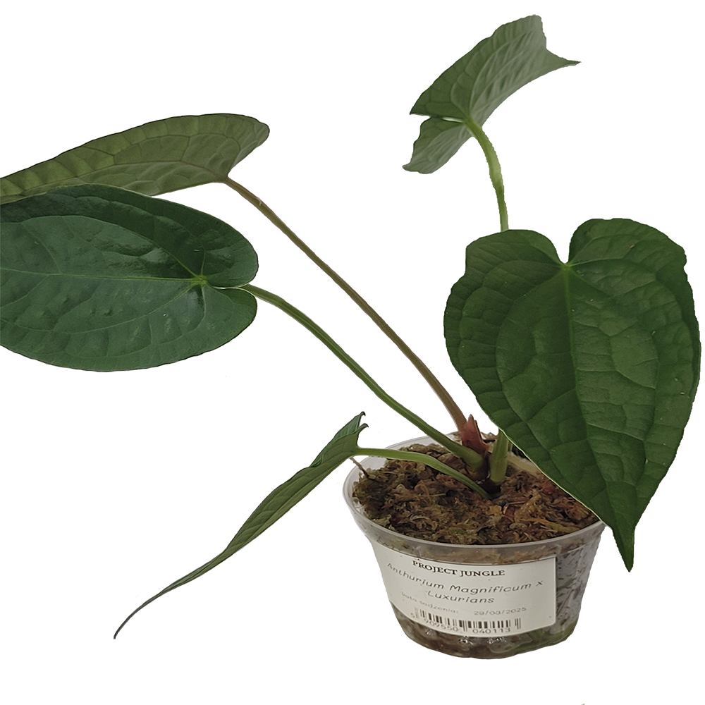 Anthurium Magnificum x Luxurians