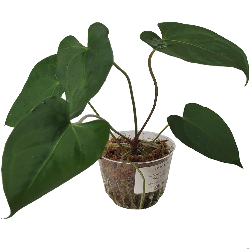 Anthurium Regale x Papillilaminum