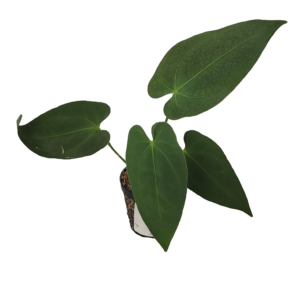 Anthurium Papillilaminum x Villenaorum Variegata