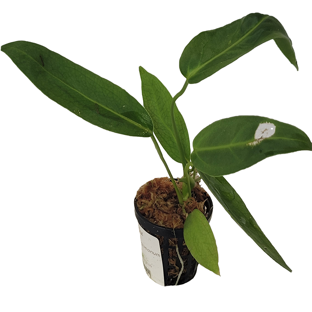Anthurium Warocqueanum