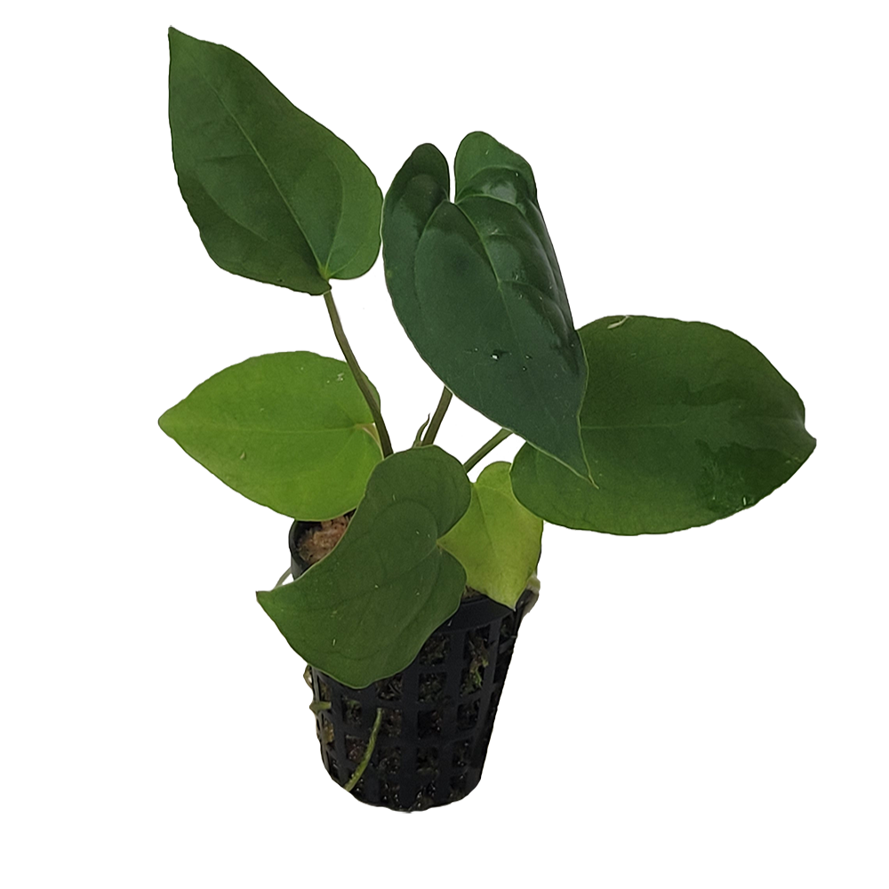 Anthurium Crystallinum x Dressleri