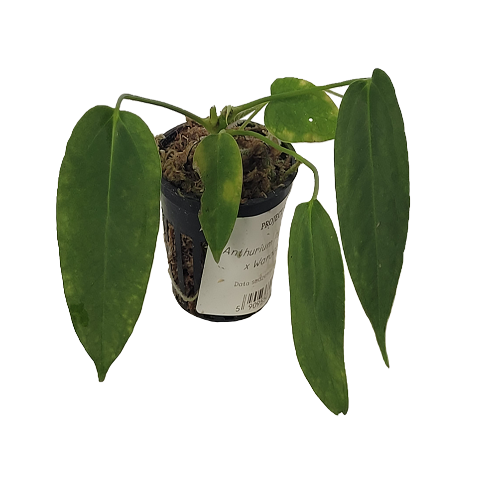 Anthurium Papillilaminum x Warocqueanum