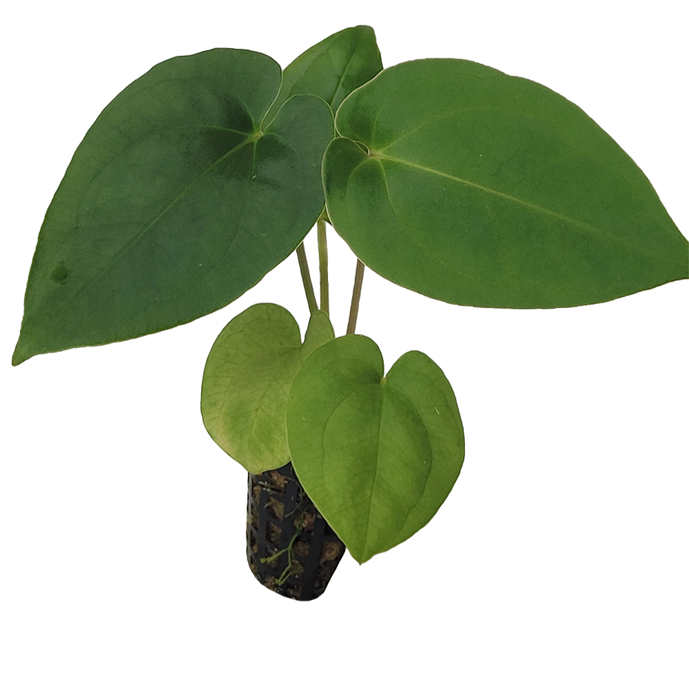 Anthurium Besseae x Dressleri