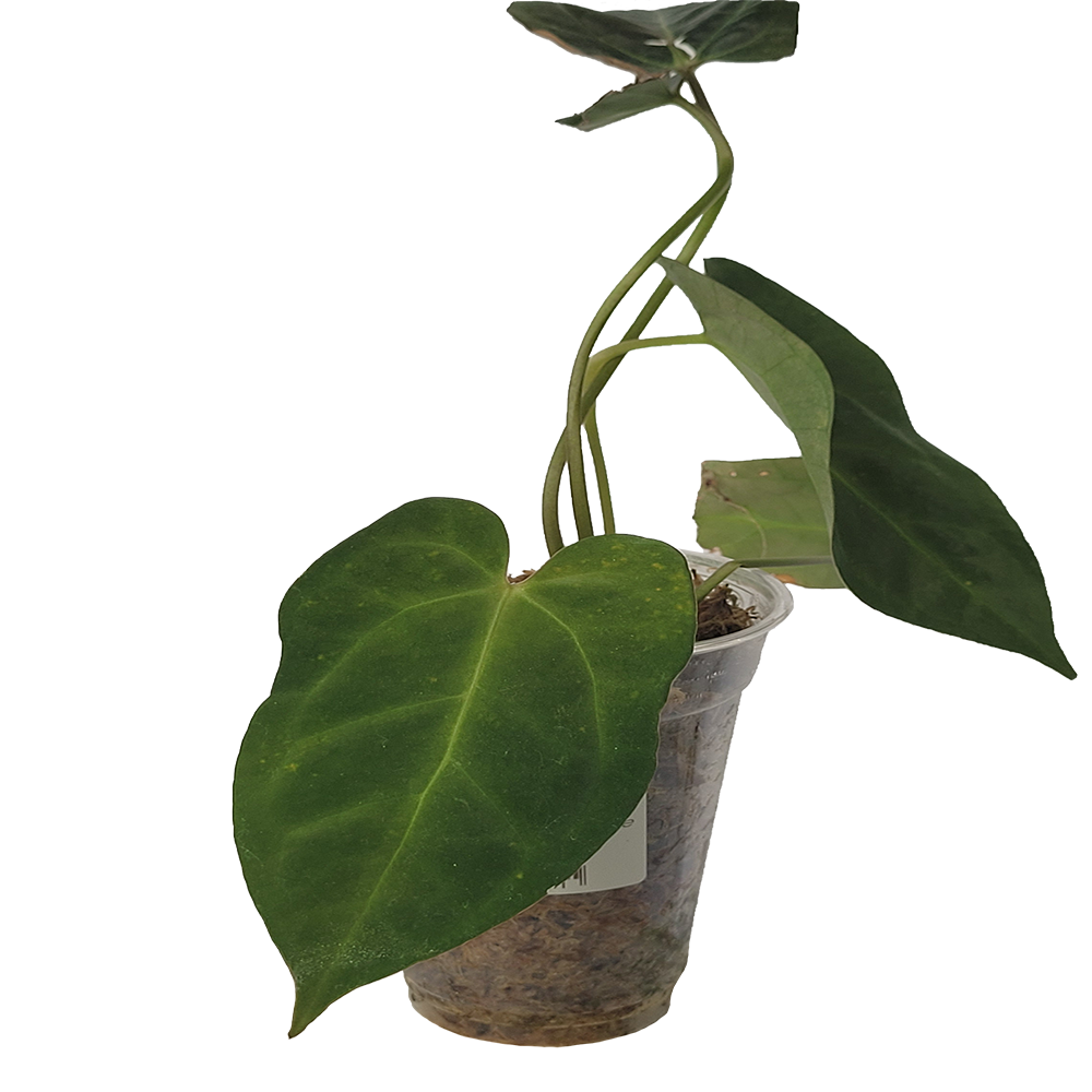 Anthurium Papillilaminum x Crystallinum Chocolate