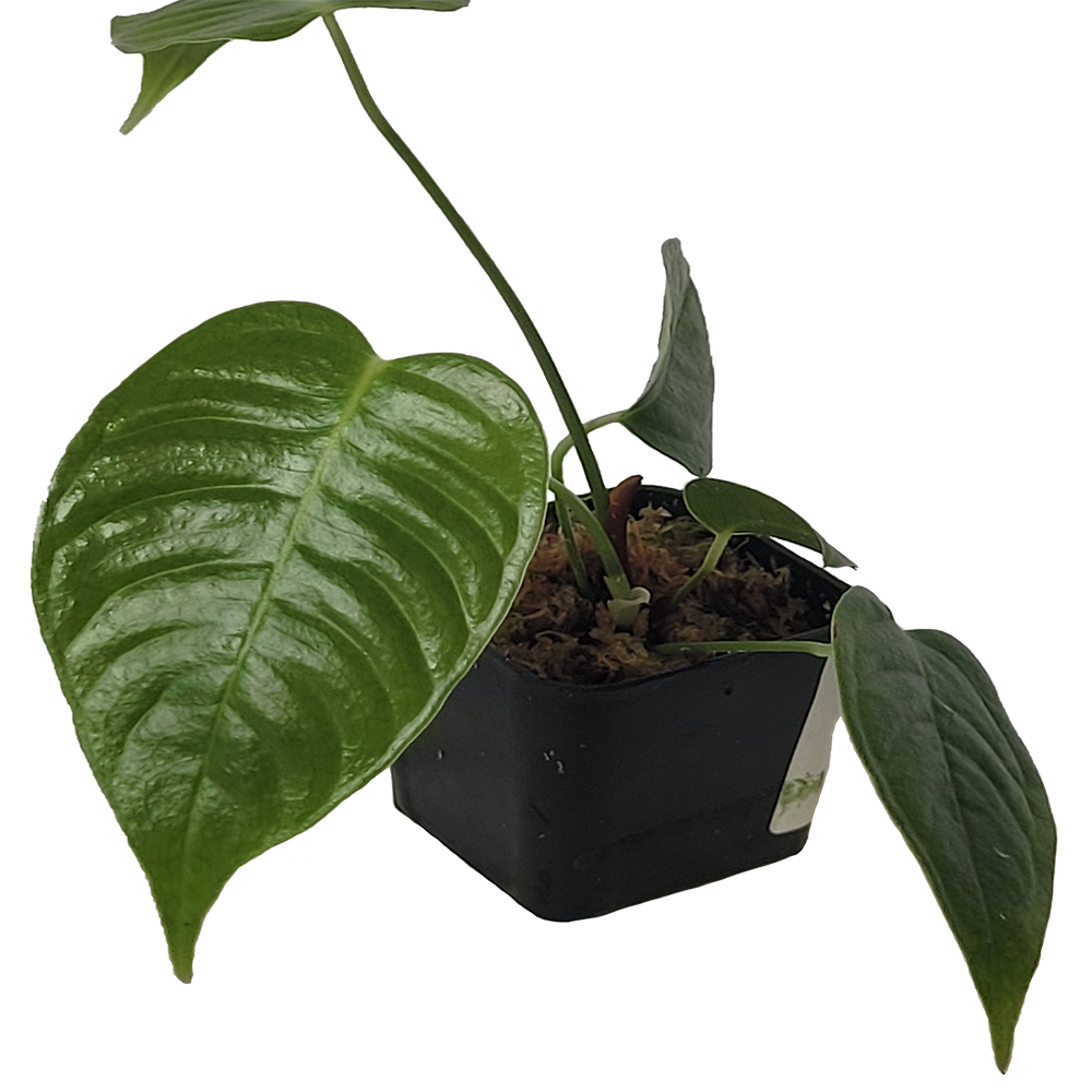 Anthurium Veitchii Super Narrow