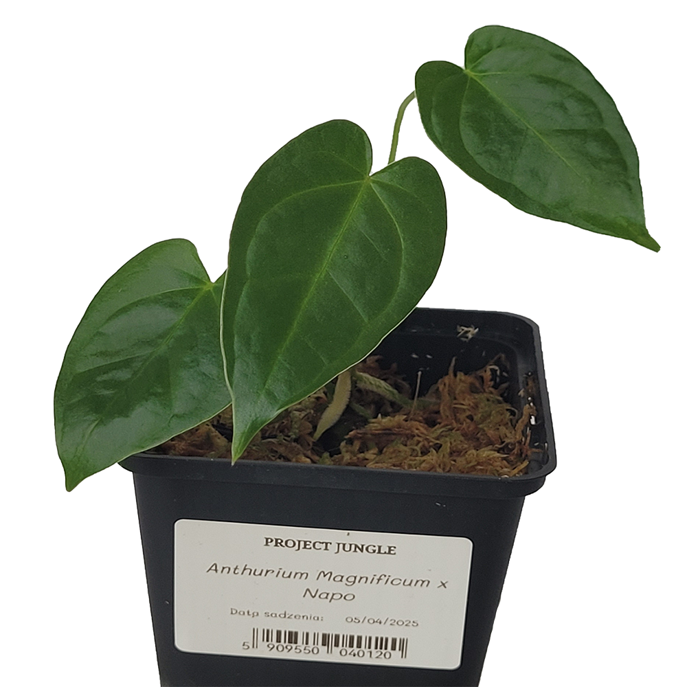 Anthurium Magnificum x Napo